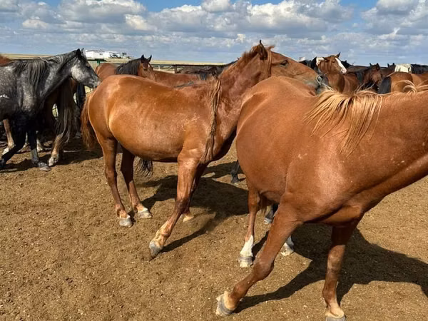 فرس, Horse breed — كازاخستان