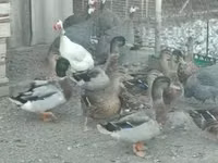 Guinea fowl — Foto 6
