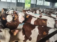 Toro, Simmental cattle — foto 3