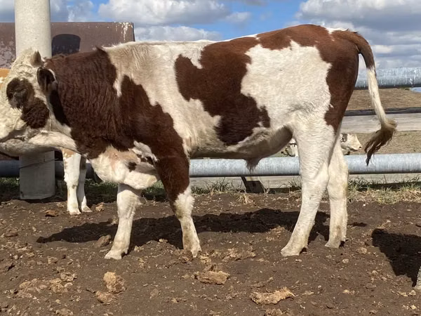 公牛, Simmental cattle — 哈萨克斯坦