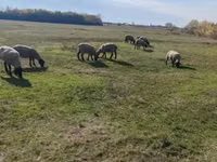 公羊, White Suffolk sheep — 照片 5