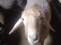 Widder, Arashan sheep — Foto 1