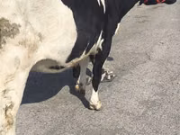 Kuh, Russian Black pied cattle — Foto 5