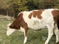 Vaca, Simmental cattle — foto 3