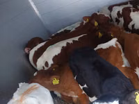 Buqa, Simmental cattle — 5-rasm