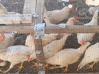 Leghorn — Foto 2