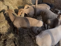Sheep, Sheep — photo 5