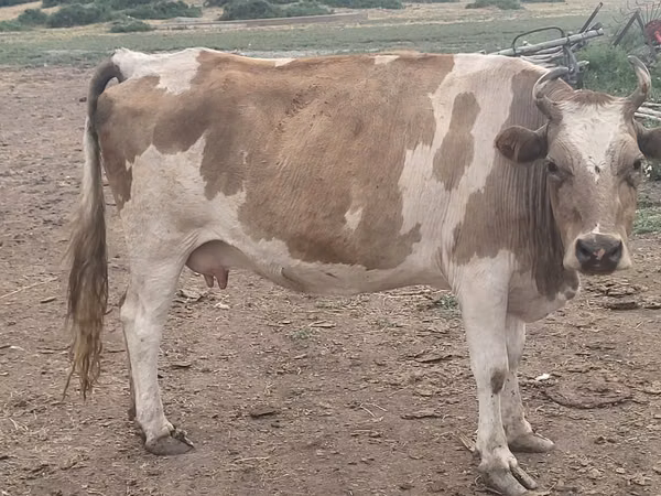بقرة, Latvian Blue cattle