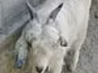 Ziege, Alpine goat — Foto 4