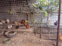 Chickens — Foto 2