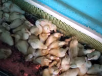 Ducks — 照片 2