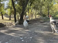 Turkeys — Foto 4