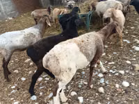 Sheep, Sheep — photo 1