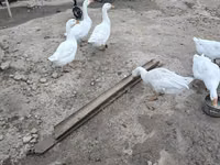 Geese — Foto 5