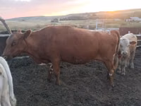Kuh, Simmental cattle — Foto 7