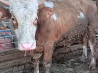 Bulle, Simmental cattle — Foto 1
