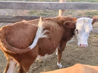 Bulle, Simmental cattle — Foto 1