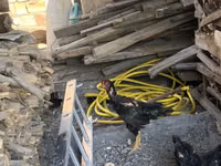 Chickens — Foto 4
