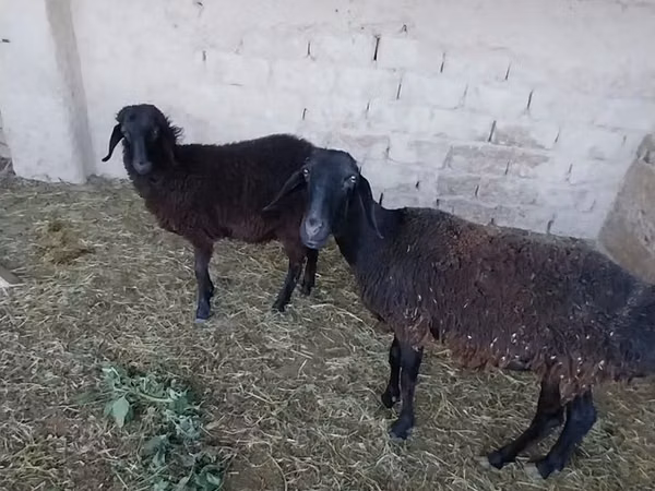 نعجة, الأغنام