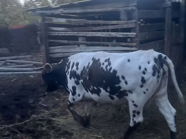 गाय, Russian Black pied cattle — कज़ाखस्तान