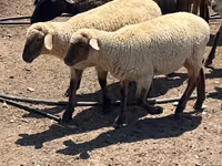 Widder, Hampshire sheep — Foto 4