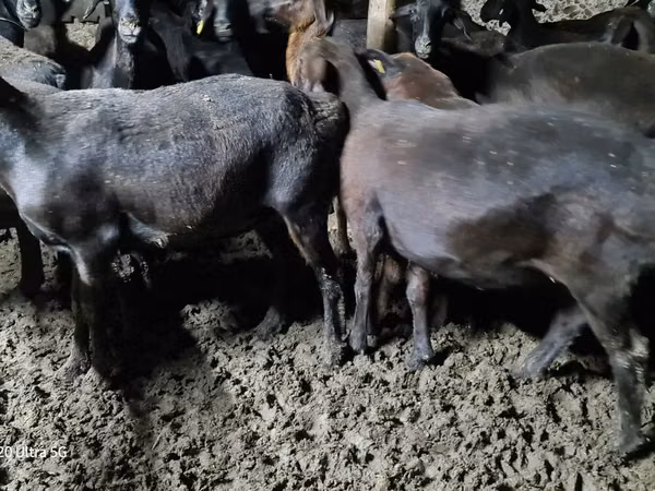 Carnero, Ovejas