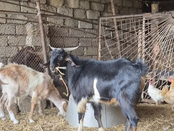 تيس, الماعز
