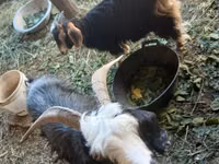 母山羊, Alpine goat — 照片 2