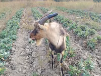 Ziegenbock, Alpine goat — Foto 5
