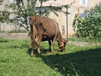 بقرة, Swiss cattle — الصورة 4