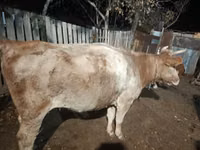 गाय, मवेशी — फ़ोटो 3
