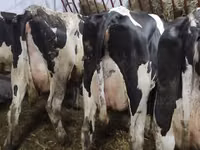 Kuh, Holstein-Rasse — Foto 4