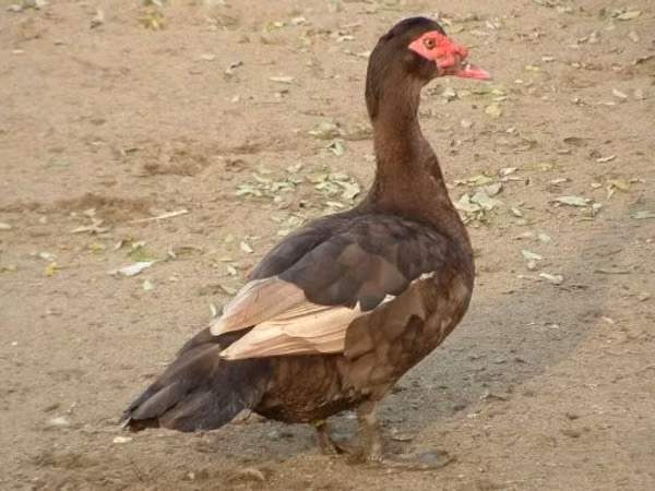 Ducks