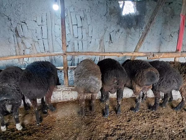 كبش, Hissar sheep — أوزبكستان