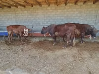 ثور, الماشية — الصورة 1