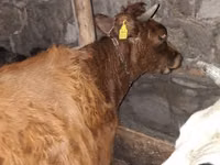 Bulle, Aberdeen-Angus — Foto 8