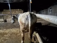 ثور, Swiss cattle — الصورة 2