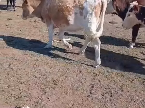 गाय, Simmental cattle — कज़ाखस्तान
