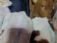 Qoramol (partiya, jinsi ko‘rsatilmagan), Simmental cattle — 5-rasm