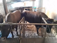 公牛, Cattle — 照片 1