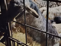 Коза, Альпийская коза — фото 1