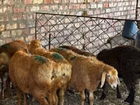 Schaf, Edilbay sheep — Foto 2