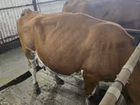 Sigir, Simmental cattle — 3-rasm