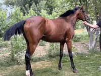 حصان, الخيول — الصورة 6