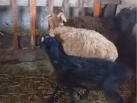 كبش, الأغنام — الصورة 2