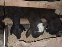 公羊, Sheep — 照片 2