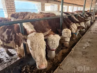 Kuh, Simmental cattle — Foto 7