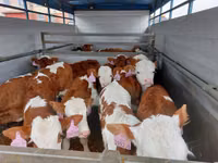 सांड, Simmental cattle — फ़ोटो 2