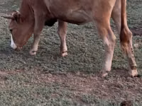 Sigir, Latvian Blue cattle — 6-rasm