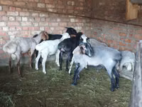 كبش, Hissar sheep — الصورة 4